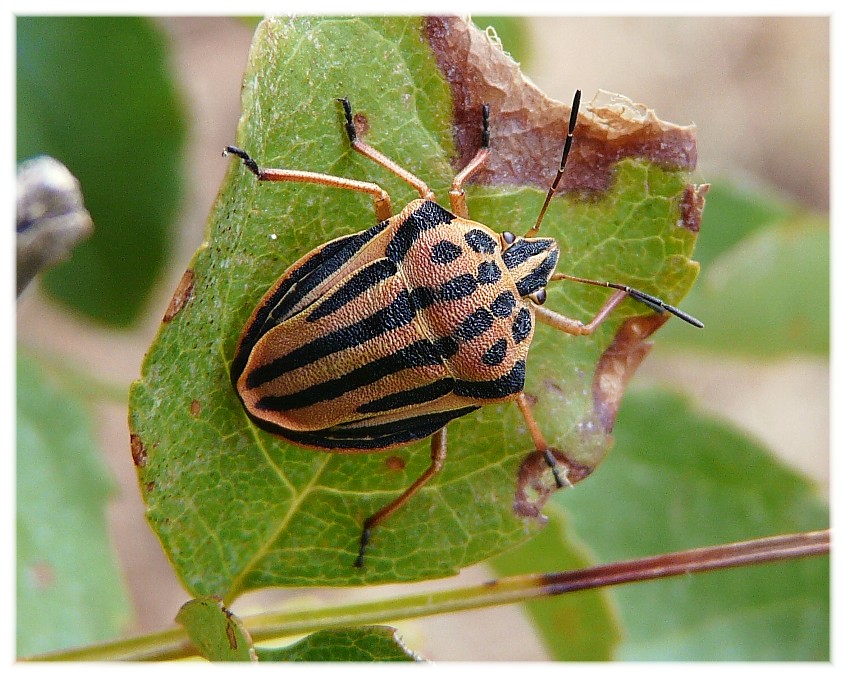 Graphosoma semipunctatum